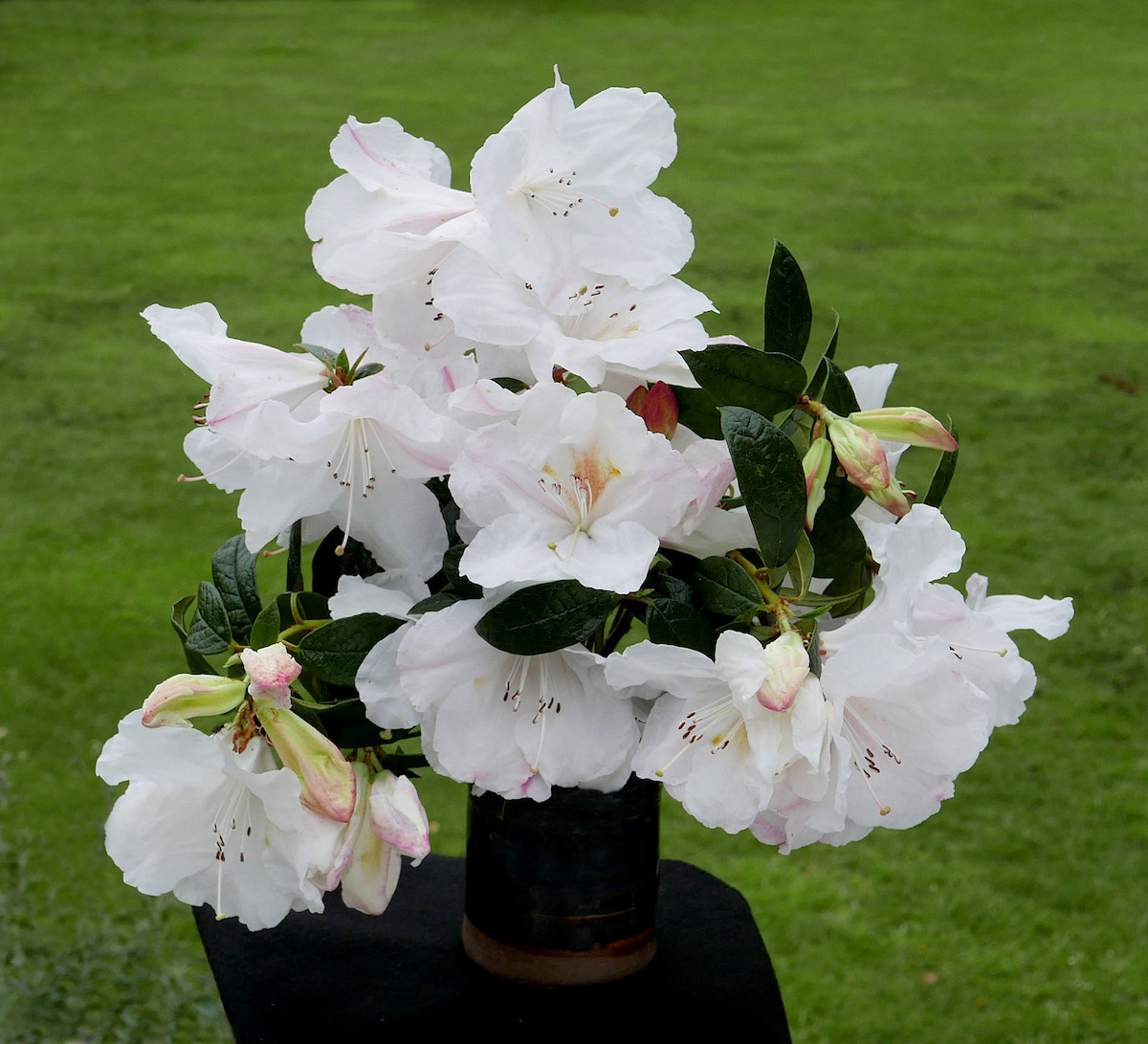 Lady Alice Fitzwilliam